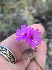 Mirabilis linearis