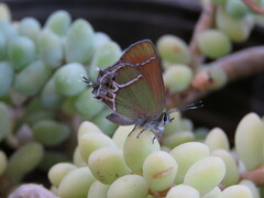 Callophrys xami