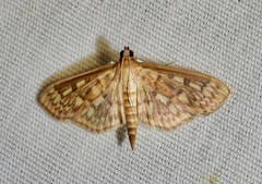 Herpetogramma thestealis