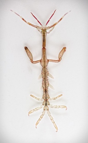 Japanese Skeleton Shrimp, photo 3 of 10