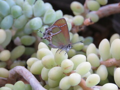 Callophrys xami