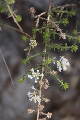 Scrophulariaceae