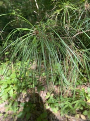 Pinus taeda