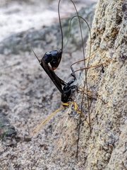 Megarhyssa atrata
