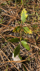 Toxicodendron pubescens