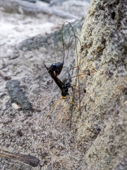 Megarhyssa atrata