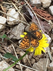Melitaea