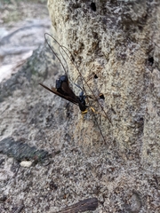 Megarhyssa atrata