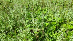 Mentha longifolia