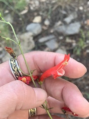 Penstemon barbatus torreyi