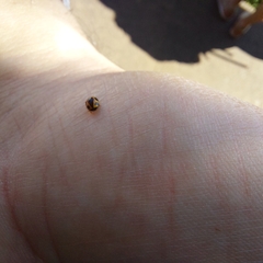 Brachiacantha loricata