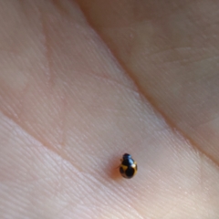 Brachiacantha loricata