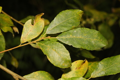 Salix atrocinerea