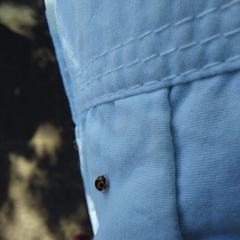 Brachiacantha loricata