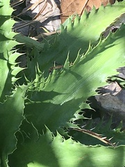 Eryngium serra