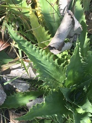 Eryngium serra
