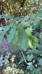 Oemleria cerasiformis