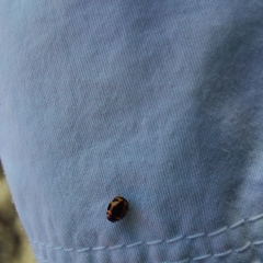 Brachiacantha loricata