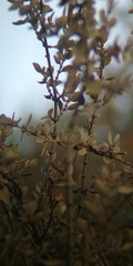 Ceanothus perplexans