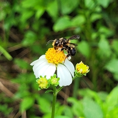 Megachile bahamensis