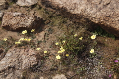 Oxalis obtusa