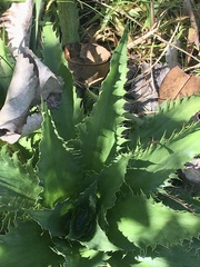 Eryngium serra
