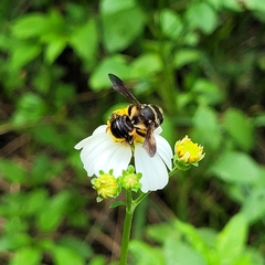 Megachile bahamensis