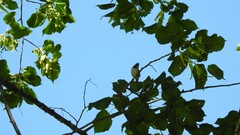Lophophanes cristatus