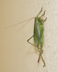 Tettigonia cantans