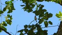 Lophophanes cristatus