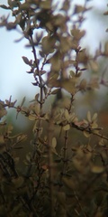 Ceanothus perplexans