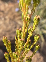 Leucadendron teretifolium