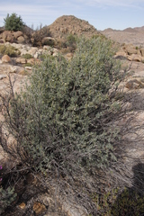 Montinia caryophyllacea