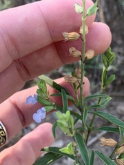 Salvia reflexa