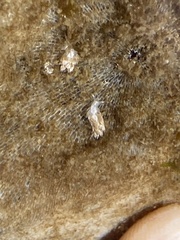 Trinchesia albocrusta