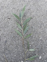 Salix alba