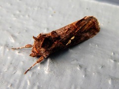 Autographa bimaculata