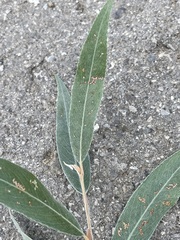 Salix alba