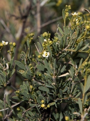 Montinia caryophyllacea