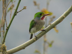 Todus multicolor