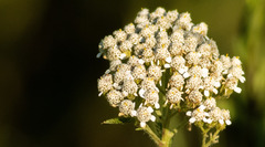 Achillea