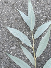 Salix alba