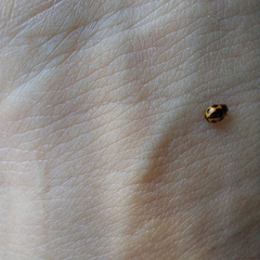 Brachiacantha loricata