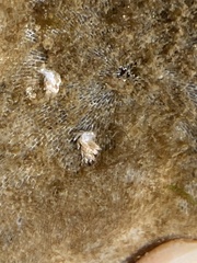 Trinchesia albocrusta