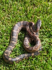 Pantherophis obsoletus