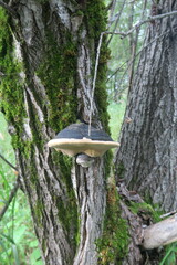 Phellinus
