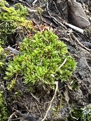 Tortula mucronifolia