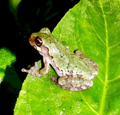 Hyla chrysoscelis