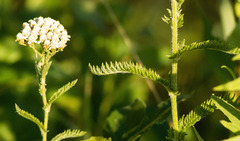 Achillea