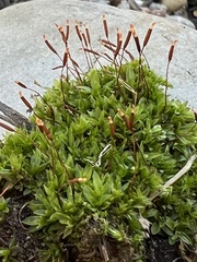 Tortula mucronifolia